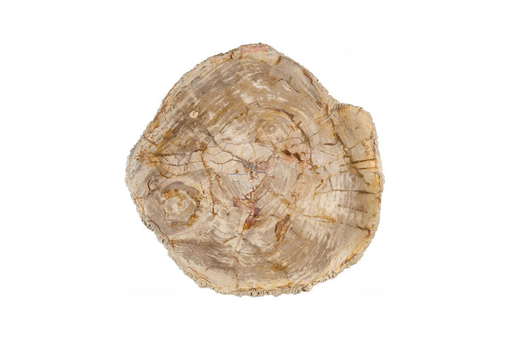 Lithic Petrified Round Coffee Table, Rough, Cream by Phillips Collection — view 2