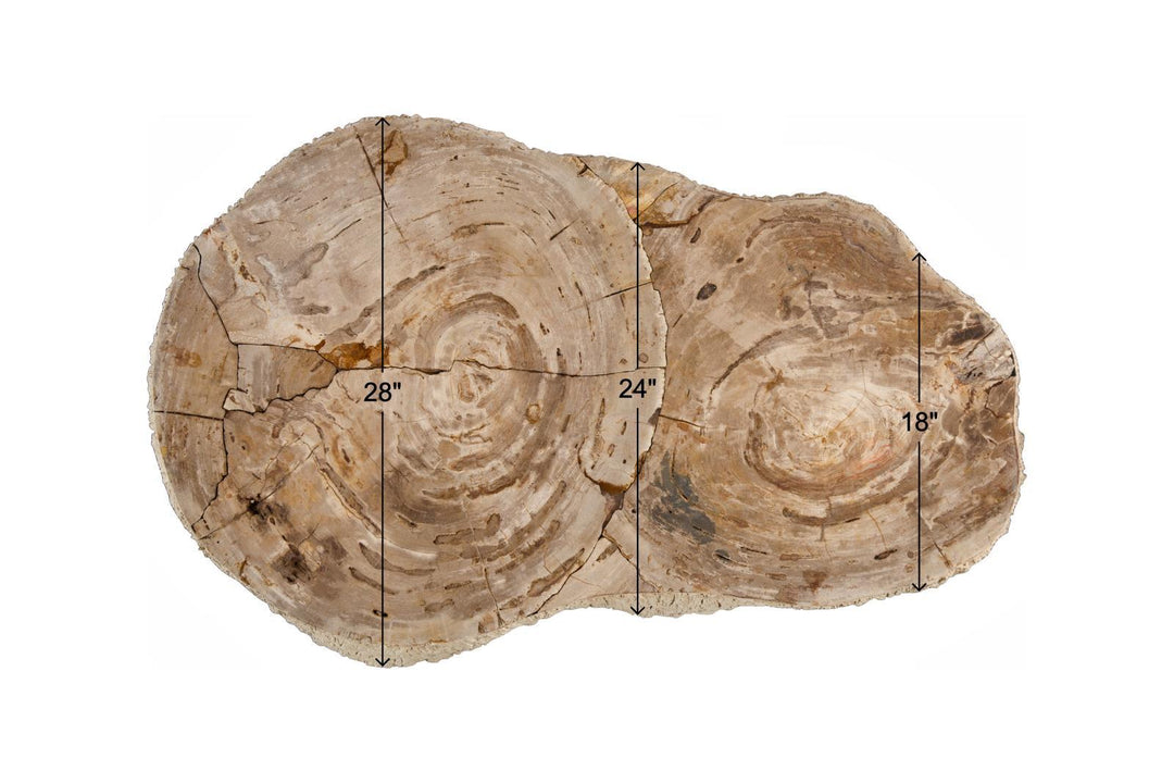 Lithic Petrified Freeform Coffee Table, Rough, Cream by Phillips Collection — view 2