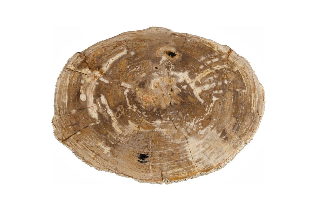 Chaka Petrified Coffee Table, Rough, Brown, Large by Phillips Collection — view 2