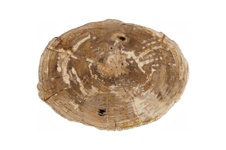 Chaka Petrified Coffee Table, Rough, Brown, Large by Phillips Collection — view 2