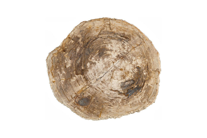 Chaka Petrified Coffee Table, Rough, Brown, Small by Phillips Collection — view 2