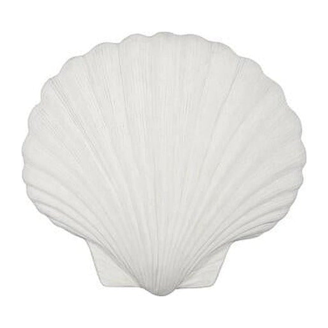 Sea Shell Wall Art, White Stone Phillips Collection