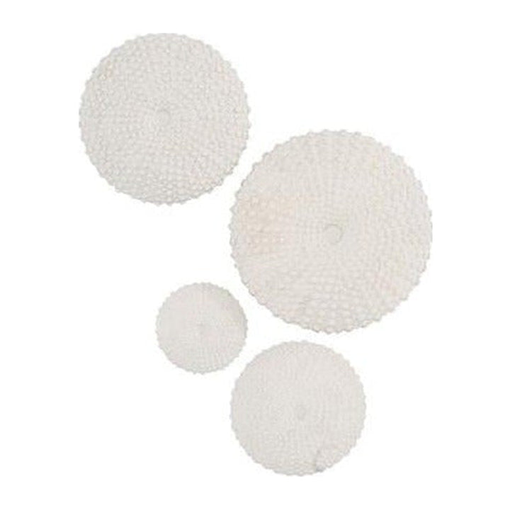 Sea Urchin Wall Art, Set Of 4 Phillips Collection